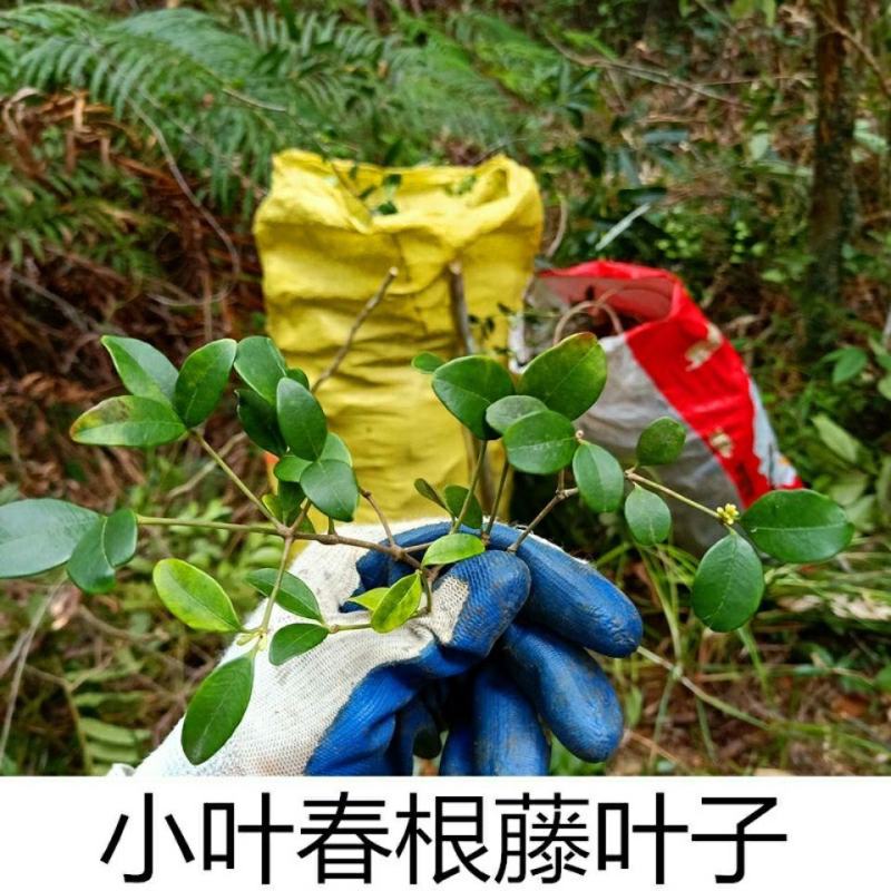 小叶春根藤春茎草春根草一捆50克煲汤补品。