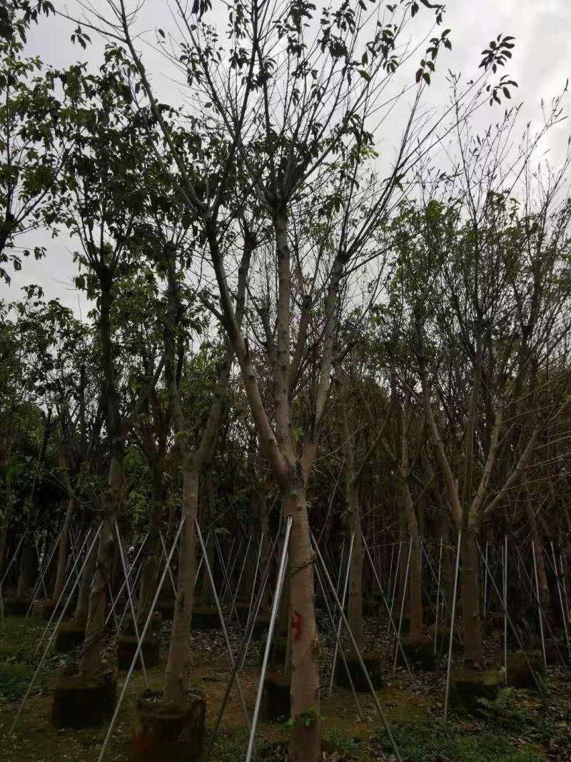 大叶榕、黄葛榕、马尾榕、毛管树