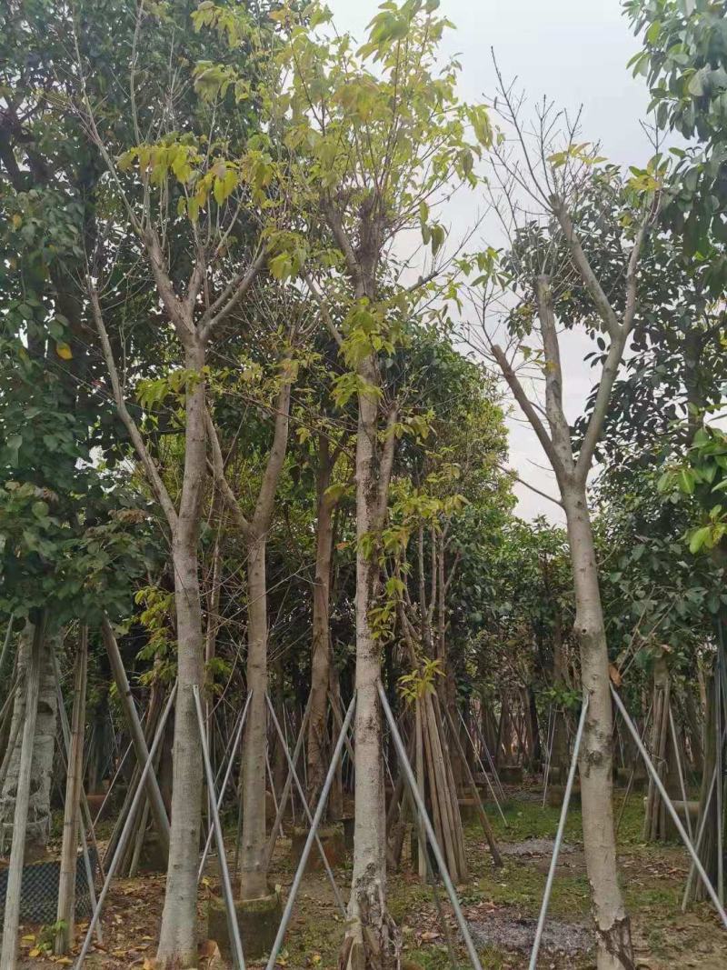 大叶榕、黄葛榕、马尾榕、毛管树