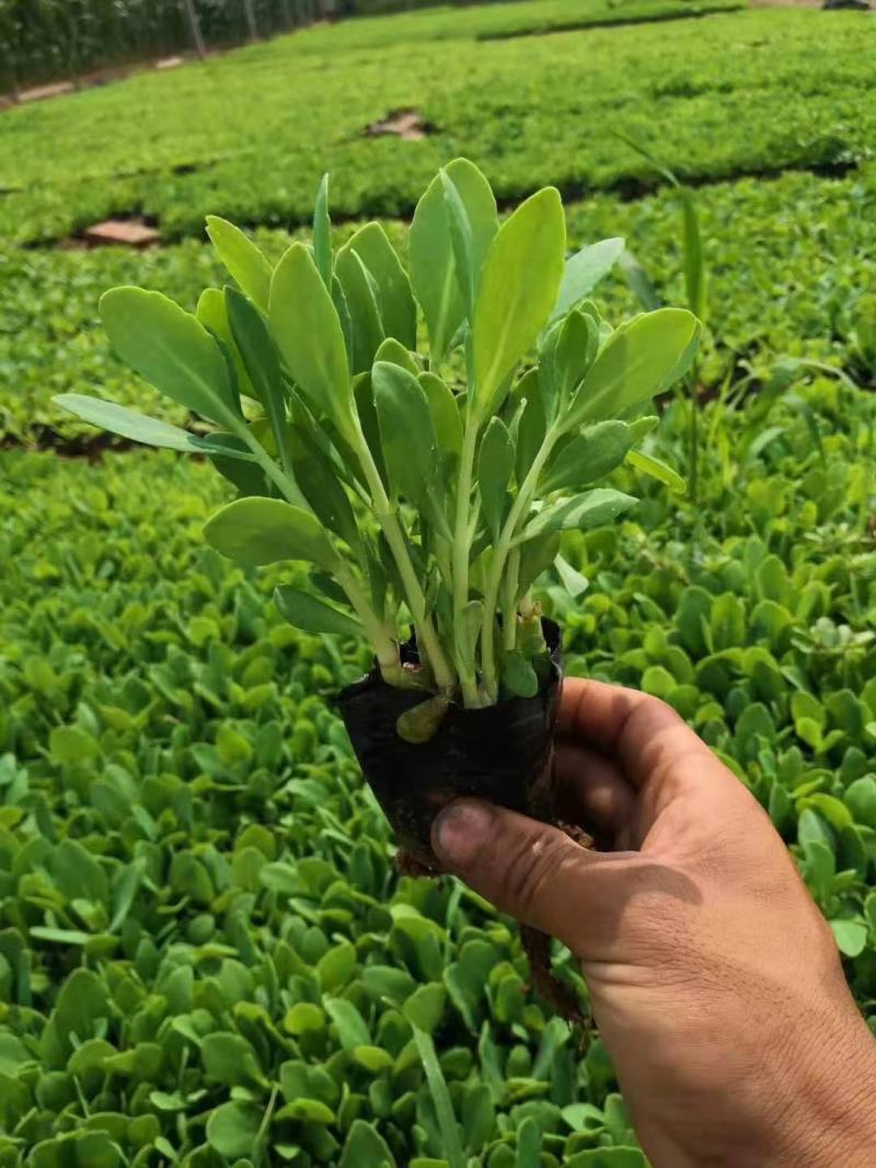 八宝景天种植基地直销山东青州供应各种地被草花绿化苗木