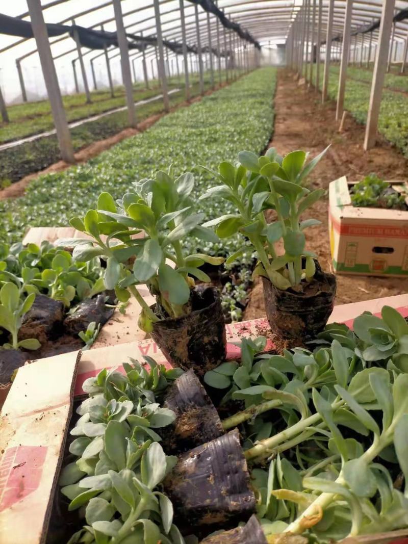 八宝景天种植基地直销山东青州供应各种地被草花绿化苗木