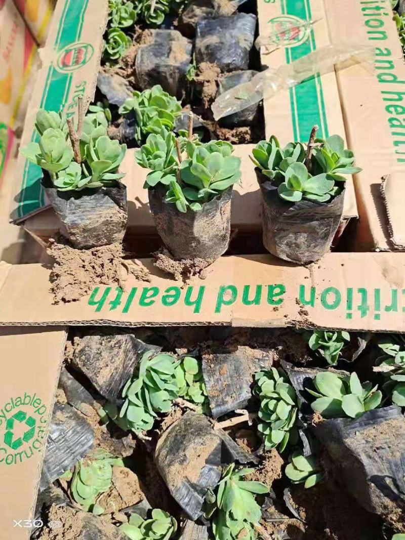八宝景天种植基地直销山东青州供应各种地被草花绿化苗木