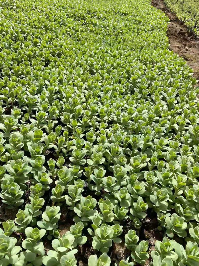 八宝景天种植基地直销山东青州供应各种地被草花绿化苗木