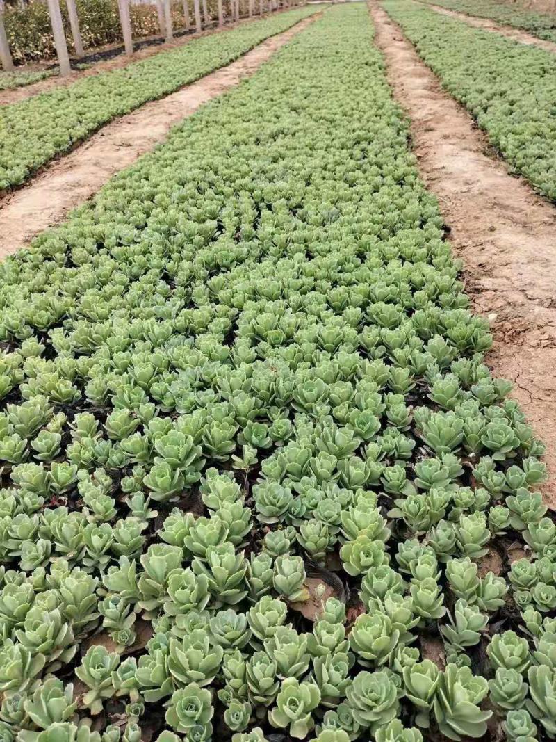 八宝景天种植基地直销山东青州供应各种地被草花绿化苗木