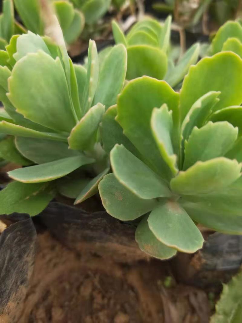 八宝景天种植基地直销山东青州供应各种地被草花绿化苗木