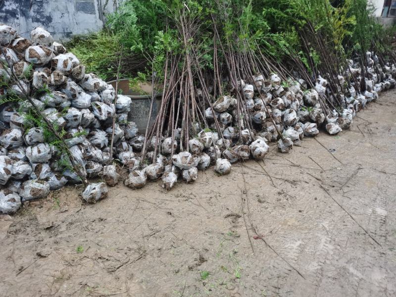 红豆杉，南方红豆杉，规格齐全，价格便宜，质量很好。