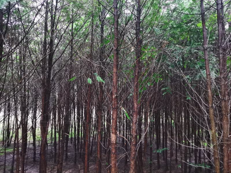 红豆杉，南方红豆杉，规格齐全，价格便宜，质量很好。