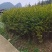 红豆杉，南方红豆杉，规格齐全，价格便宜，质量很好。