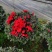 杜鹃花西洋杜鹃花四季杜鹃花福建基地