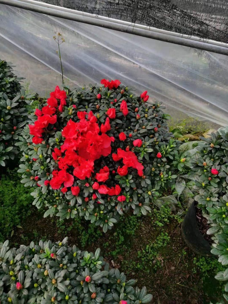 杜鹃花西洋杜鹃花四季杜鹃花福建基地