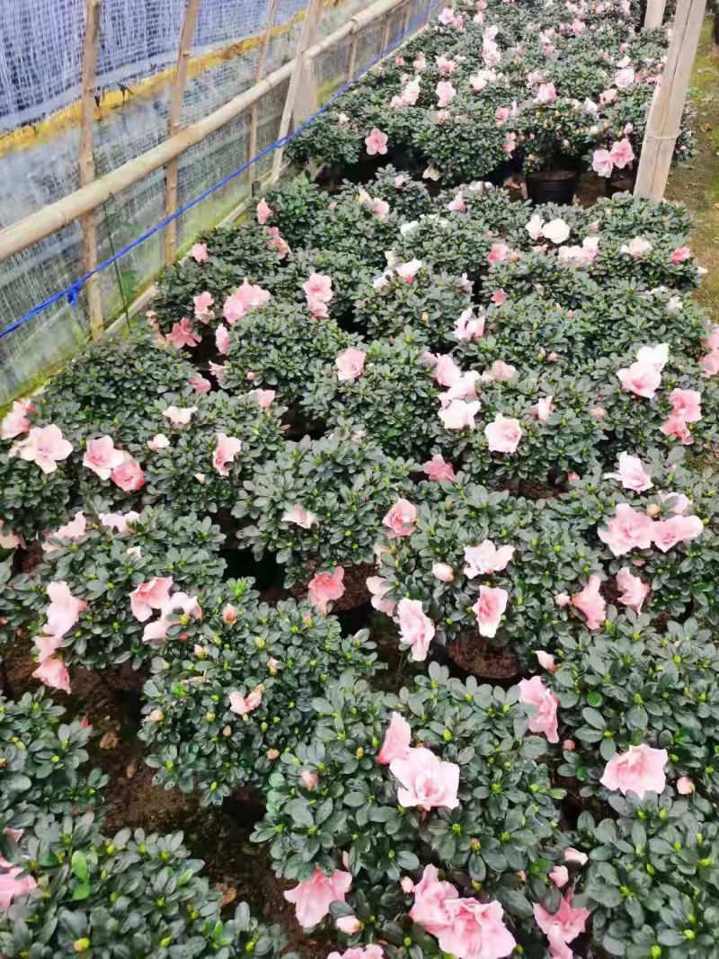 杜鹃花西洋杜鹃花四季杜鹃花福建基地