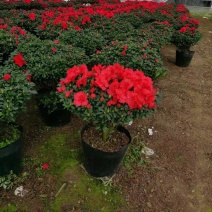 杜鹃花西洋杜鹃花四季杜鹃花福建基地