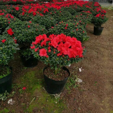 杜鹃花西洋杜鹃花四季杜鹃花福建基地