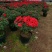 杜鹃花西洋杜鹃花四季杜鹃花福建基地