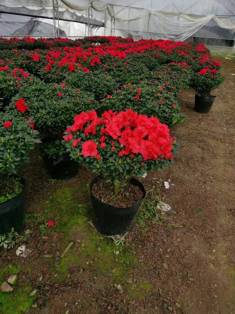 杜鹃花西洋杜鹃花四季杜鹃花福建基地