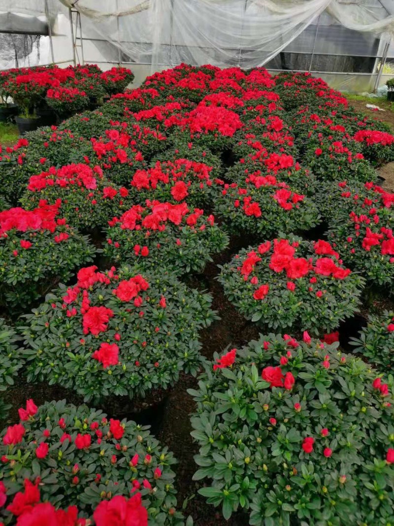 杜鹃花西洋杜鹃花四季杜鹃花福建基地