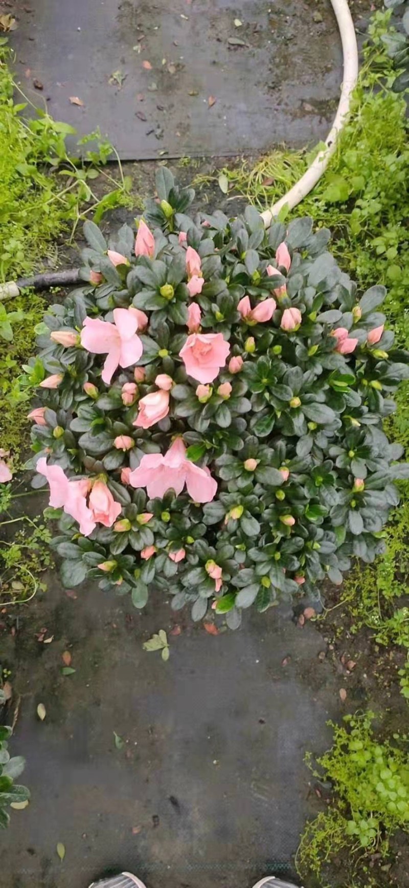 杜鹃花西洋杜鹃花四季杜鹃花福建基地