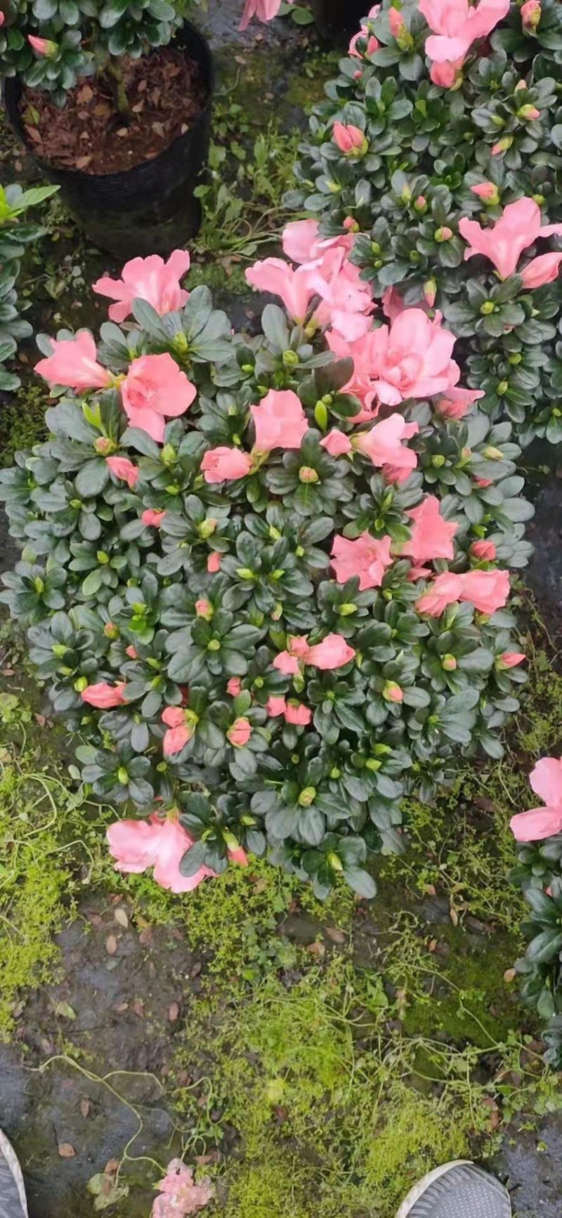 杜鹃花西洋杜鹃花四季杜鹃花福建基地