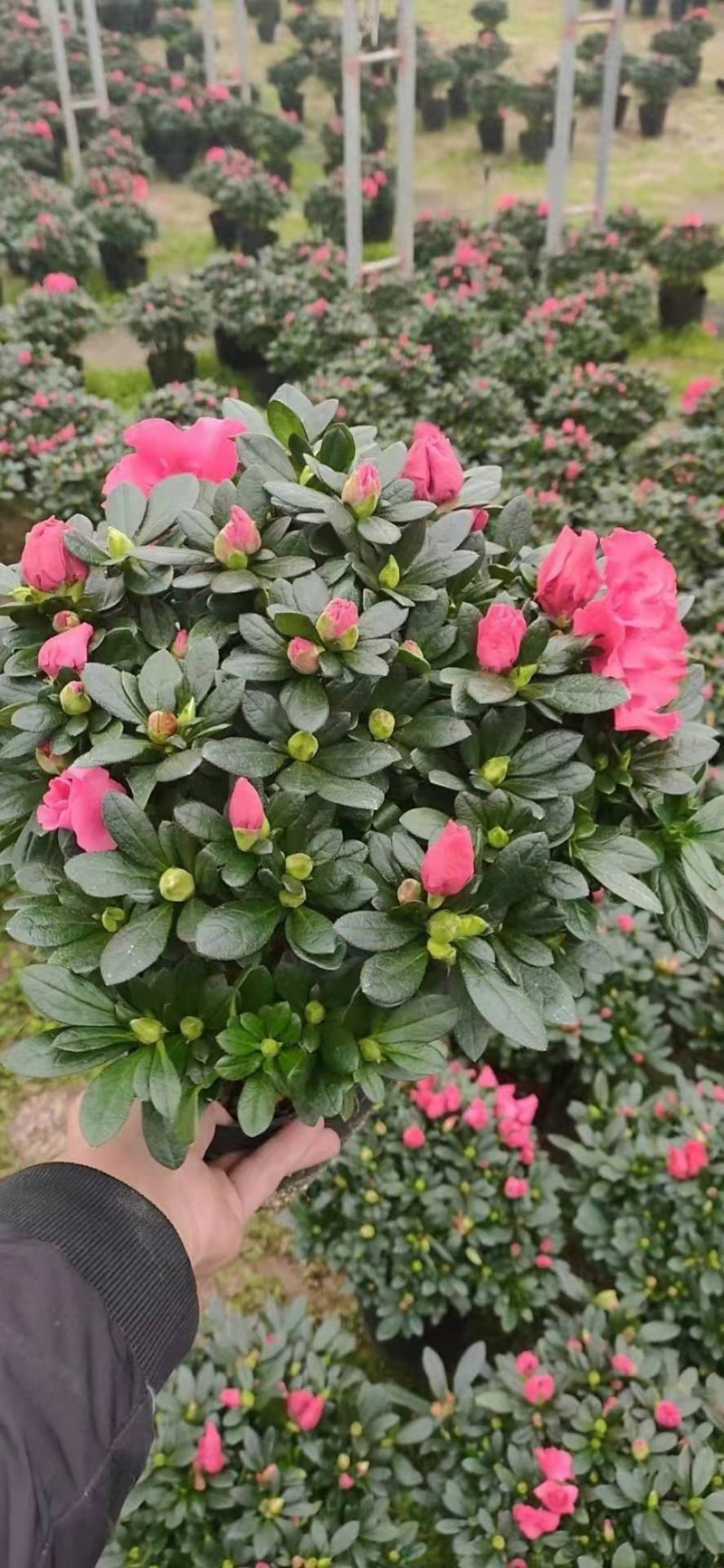 杜鹃花西洋杜鹃花四季杜鹃花福建基地