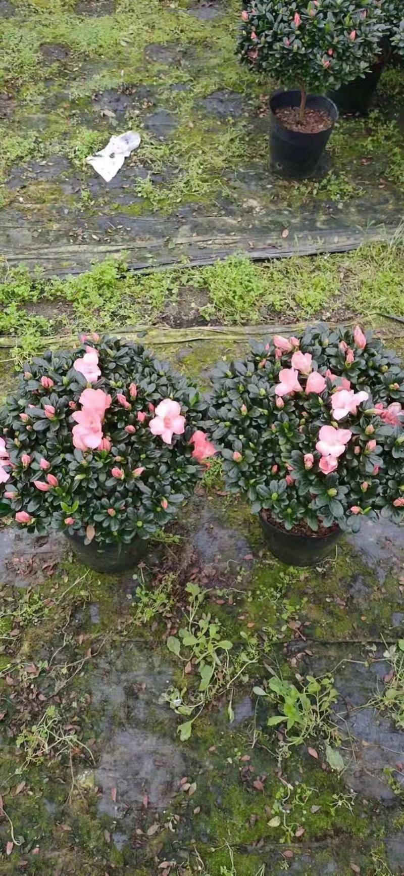 杜鹃花西洋杜鹃花四季杜鹃花福建基地