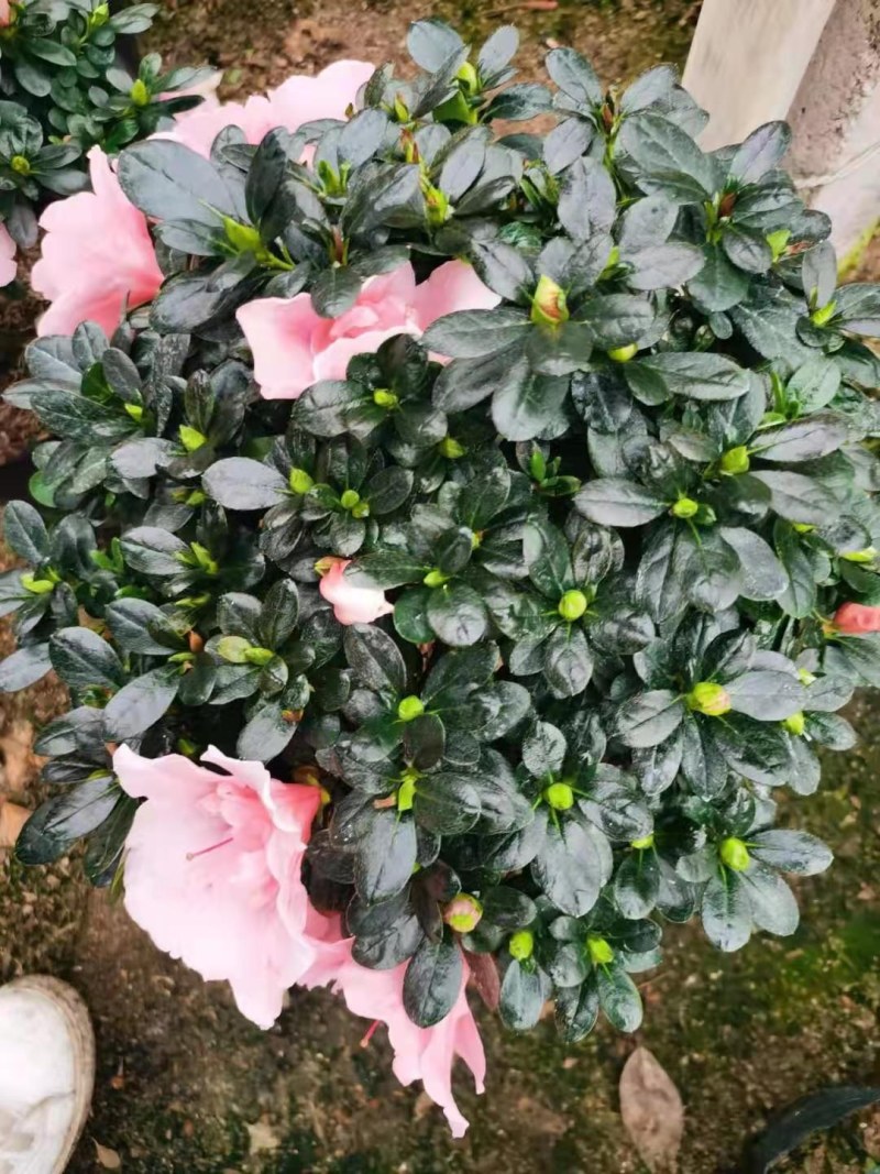 杜鹃花西洋杜鹃花四季杜鹃花福建基地
