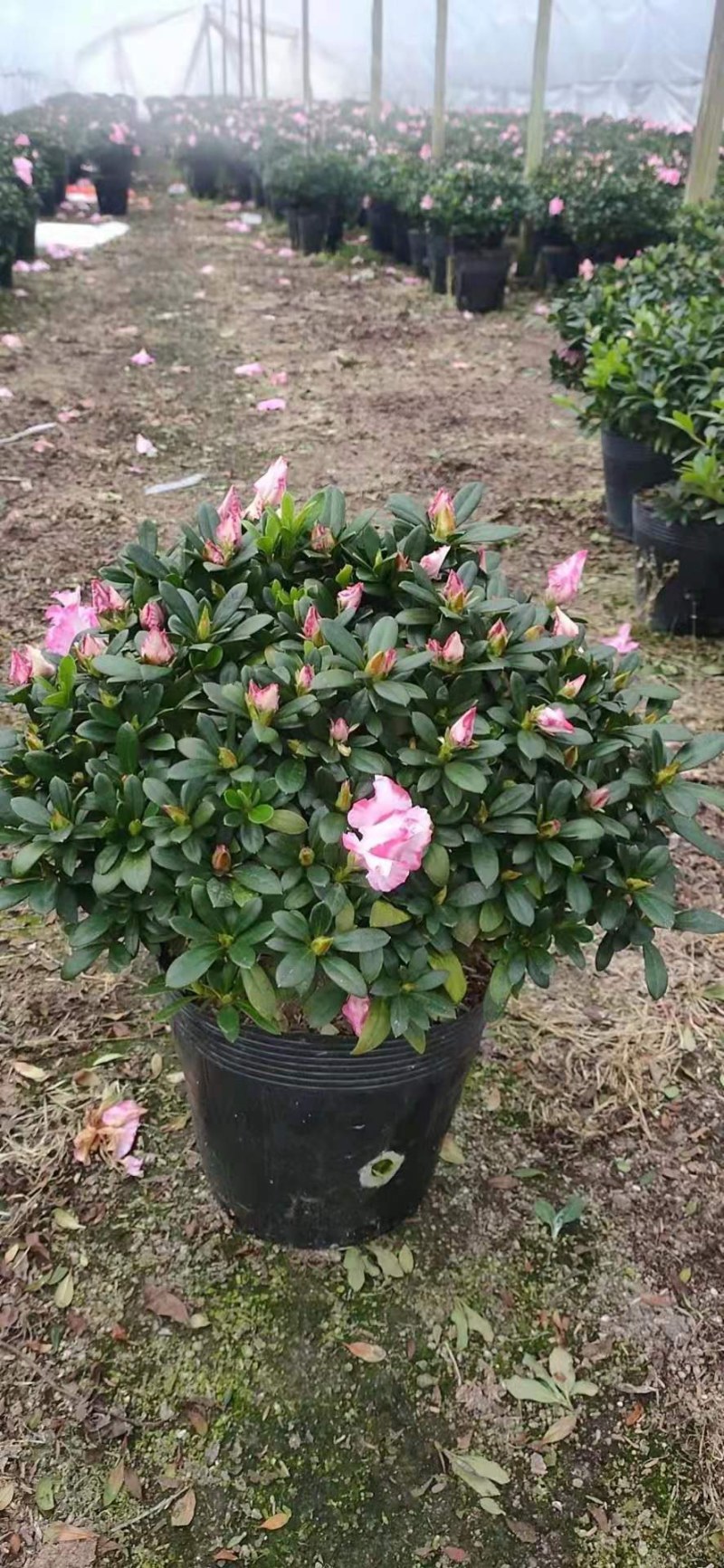 杜鹃花西洋杜鹃花四季杜鹃花福建基地