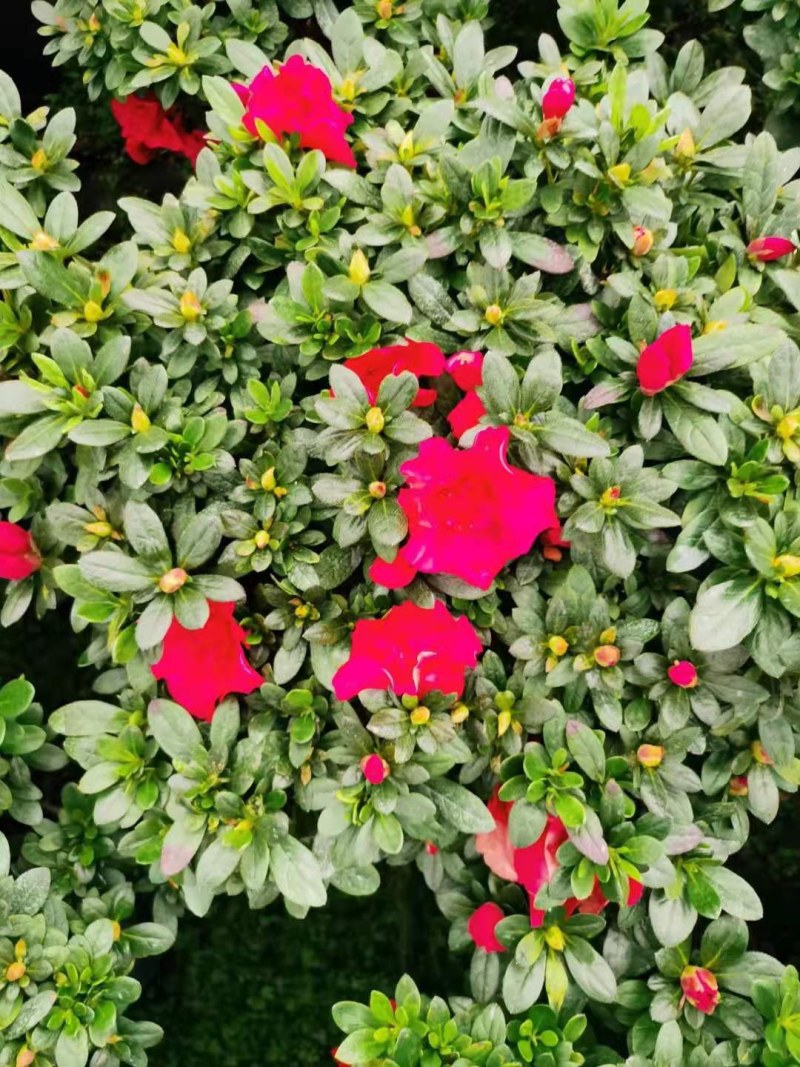 杜鹃花西洋杜鹃花四季杜鹃花福建基地