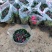 杜鹃花西洋杜鹃花四季杜鹃花福建基地