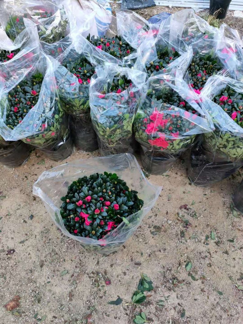 杜鹃花西洋杜鹃花四季杜鹃花福建基地