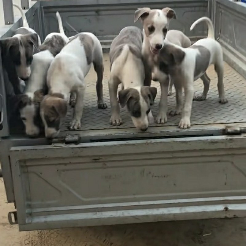 惠比特幼犬格力犬幼犬全活格力犬比特犬比特犬养殖
