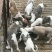 惠比特幼犬格力犬幼犬全活格力犬比特犬比特犬养殖