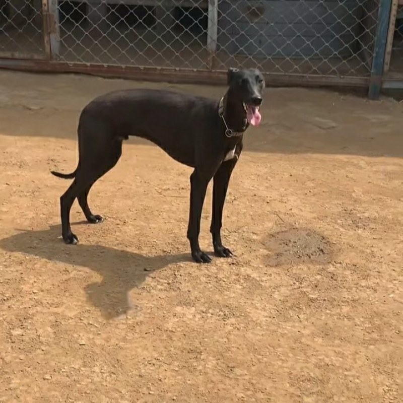 惠比特幼犬格力犬幼犬全活格力犬比特犬比特犬养殖