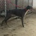 惠比特幼犬格力犬幼犬全活格力犬比特犬比特犬养殖