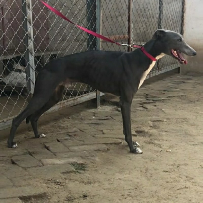 惠比特幼犬格力犬幼犬全活格力犬比特犬比特犬养殖