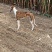 惠比特幼犬格力犬幼犬全活格力犬比特犬比特犬养殖