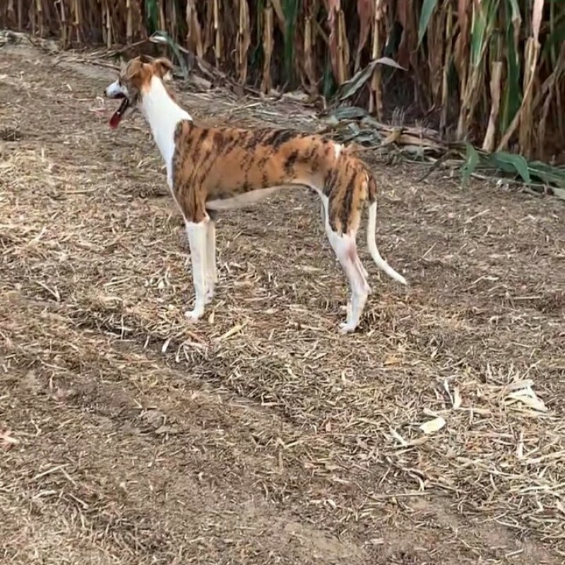 惠比特幼犬格力犬幼犬全活格力犬比特犬比特犬养殖