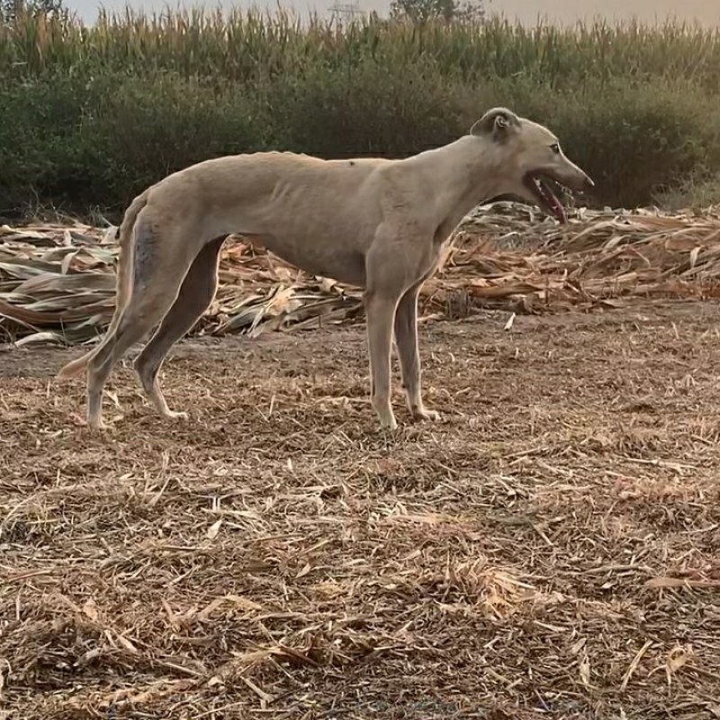 惠比特幼犬格力犬幼犬全活格力犬比特犬比特犬养殖