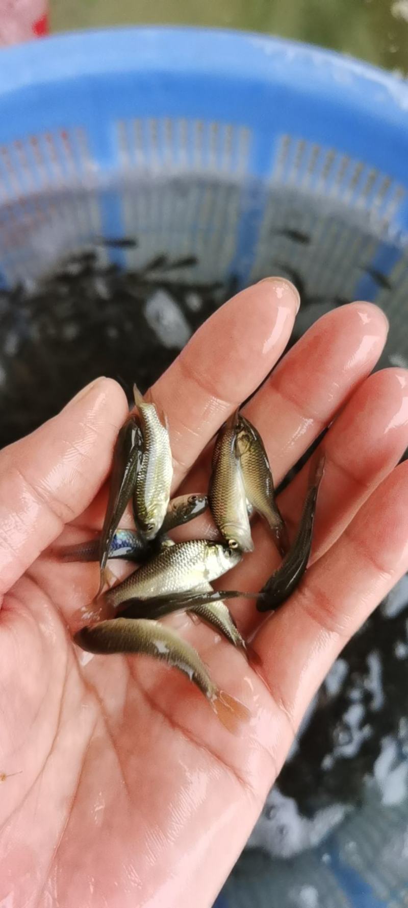 鲤鱼苗，建鲤鱼苗，禾花鲤鱼苗，水花40一万尾。