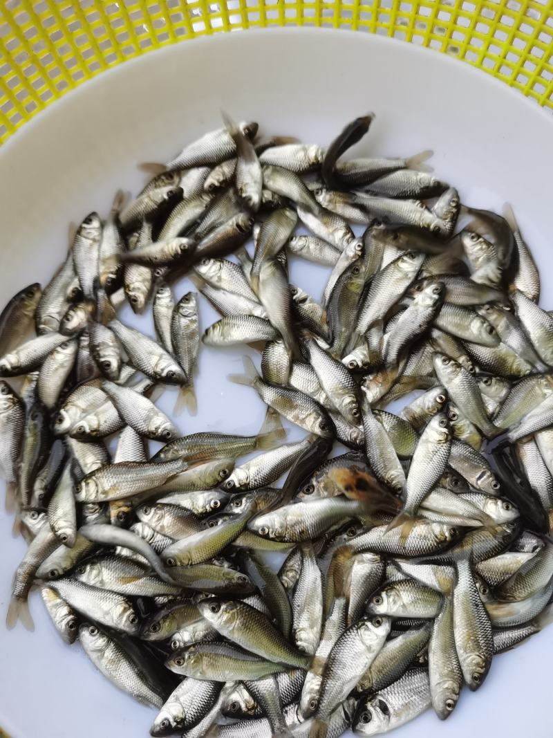 鲤鱼苗，建鲤鱼苗，禾花鲤鱼苗，水花40一万尾。