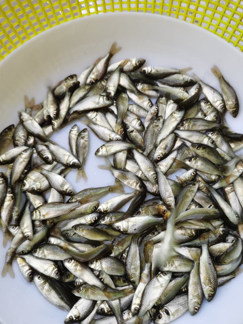 鲤鱼苗，建鲤鱼苗，禾花鲤鱼苗，水花40一万尾。