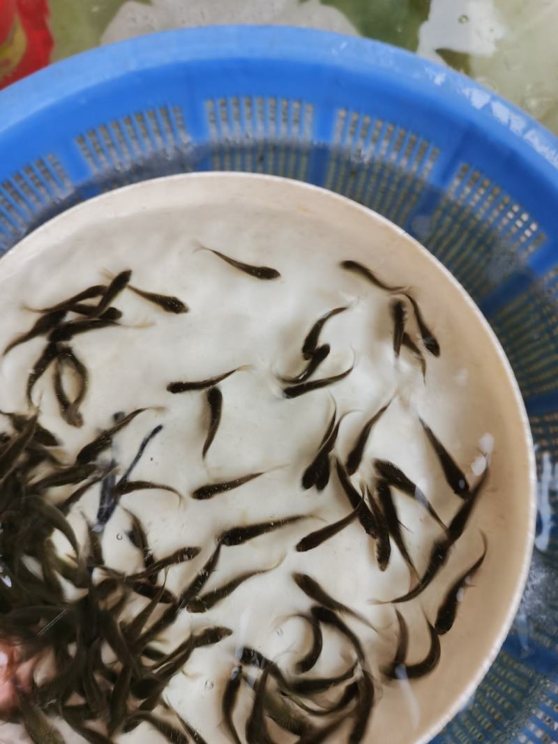 鲤鱼苗，建鲤鱼苗，禾花鲤鱼苗，水花40一万尾。