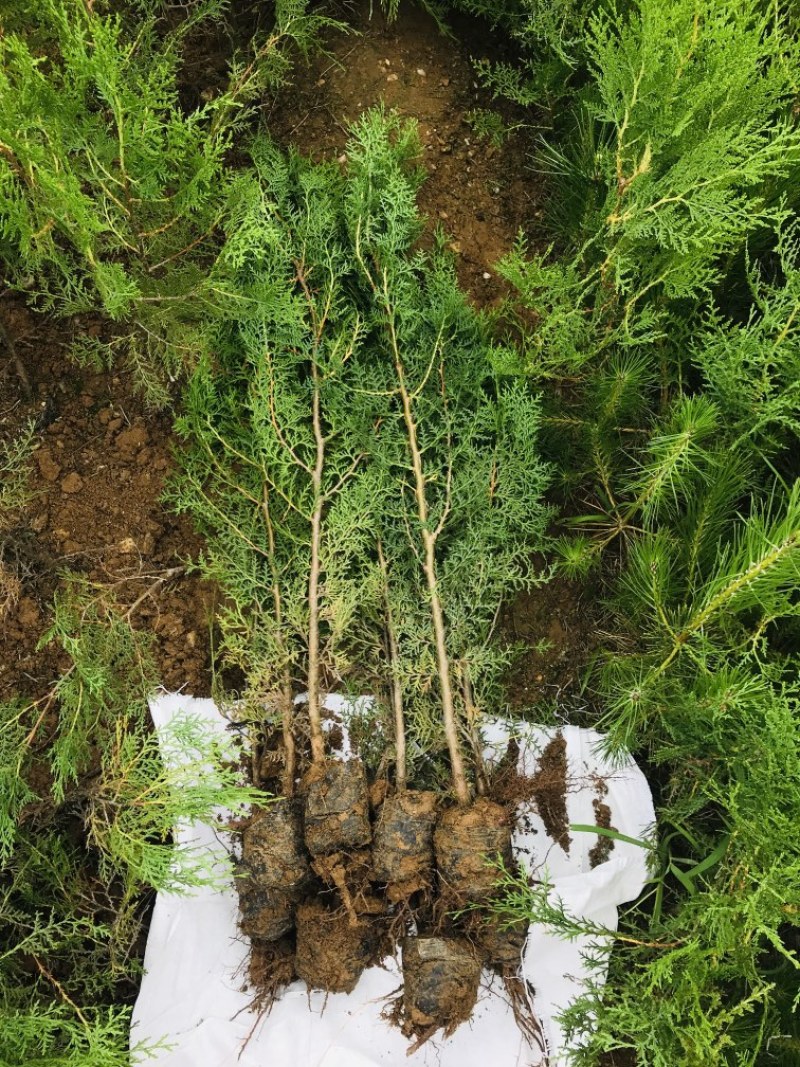 侧柏80公分高侧柏小苗苗地直发一手货源山东临沂