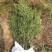侧柏80公分高侧柏小苗苗地直发一手货源山东临沂