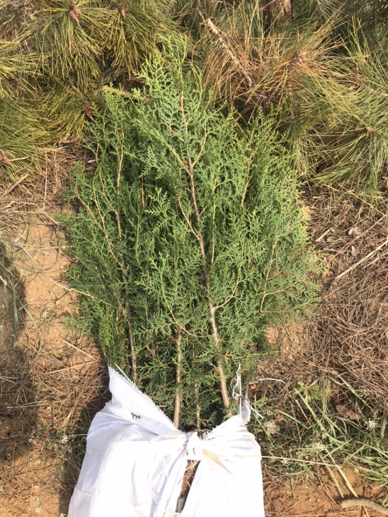 侧柏80公分高侧柏小苗苗地直发一手货源山东临沂