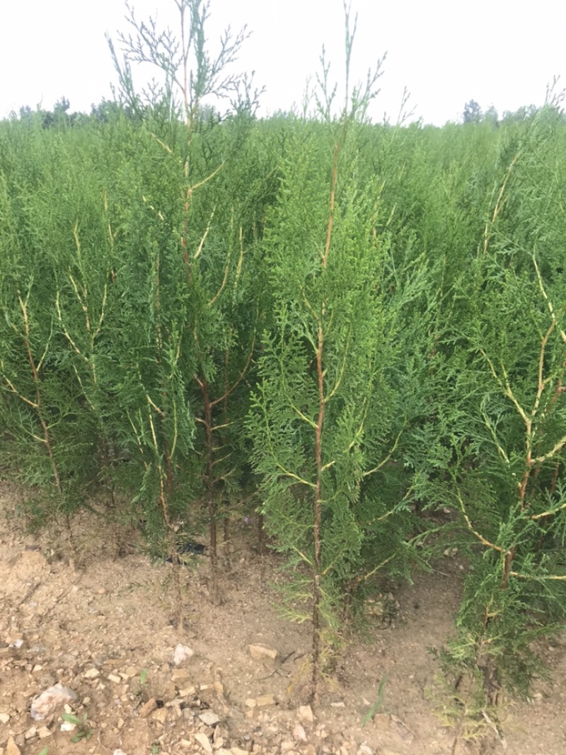 侧柏80公分高侧柏小苗苗地直发一手货源山东临沂