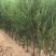 侧柏80公分高侧柏小苗苗地直发一手货源山东临沂