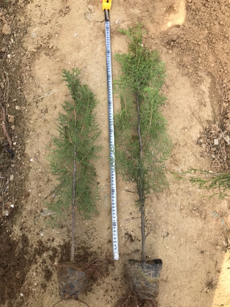 侧柏80公分高侧柏小苗苗地直发一手货源山东临沂
