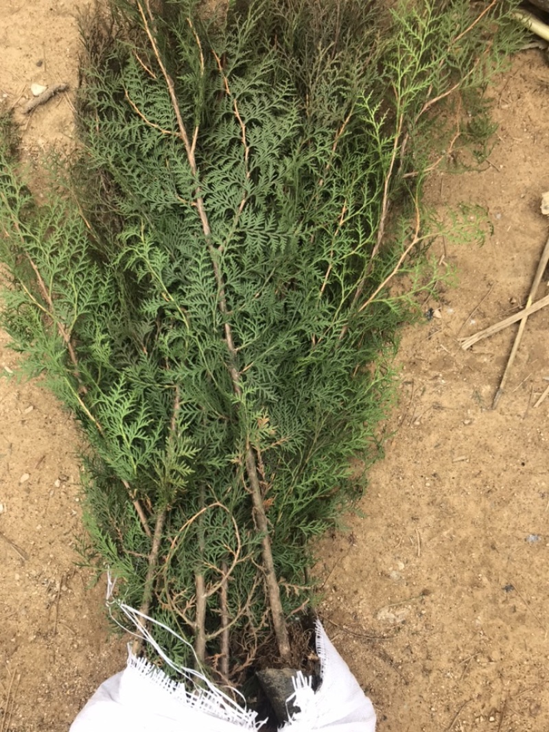 侧柏80公分高侧柏小苗苗地直发一手货源山东临沂