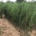 侧柏80公分高侧柏小苗苗地直发一手货源山东临沂