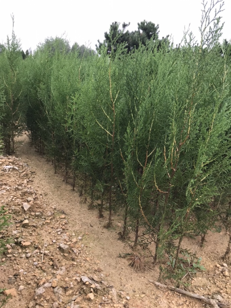 侧柏80公分高侧柏小苗苗地直发一手货源山东临沂